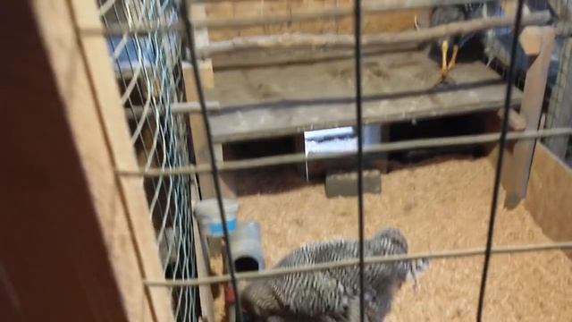 АМРОКС, ОДНА ИЗ ЛУЧШИХ ПОРОД смотреть онлайн