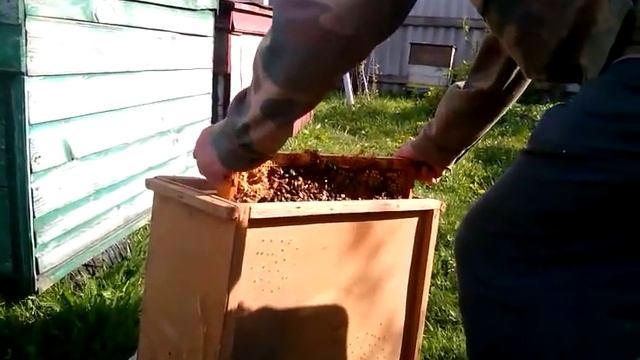 Вывод пчеломаток породы КАРНИКА.Часть 1.