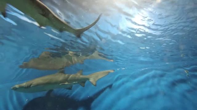 Обыкновенная песчаная акула смотреть онлайн