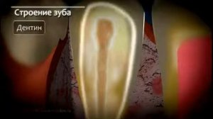 Анатомия зуба