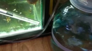 Вакуумный пылесос для уборки в аквариуме своими руками