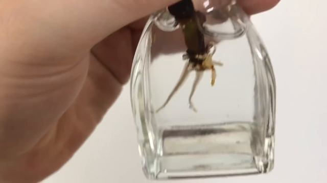 How To Propagate Fiddle Leaf Fig (Ficus Lyrata)