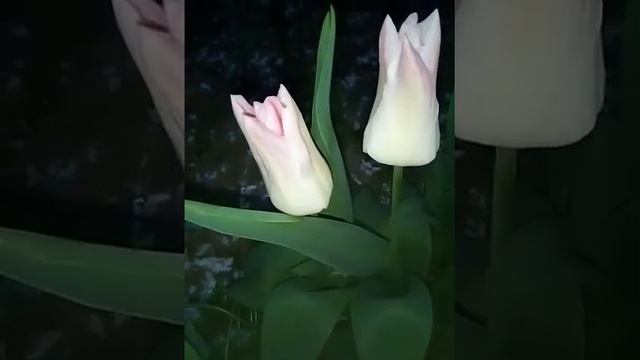 сон тюльпанов смотреть онлайн