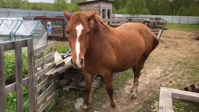 Жизнь с конями на даче. Весна - начало выпаса. смотреть онлайн