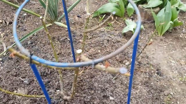 Неукрывные розы перезимовали на 5+ обзор по сортам шрабы и плетистые 11 апреля 2021 года смотреть онлайн