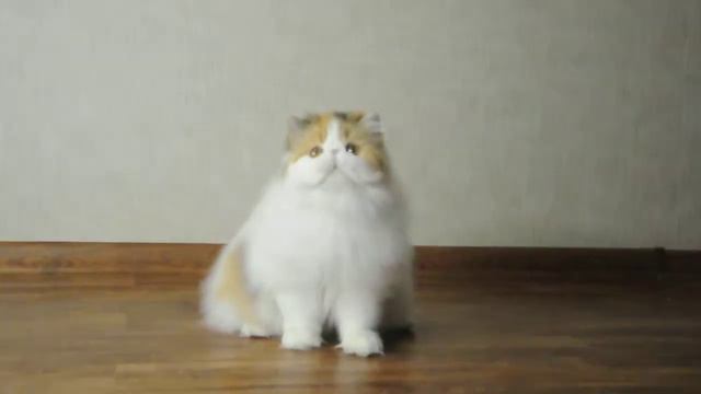 Toy Tricksy Milley смотреть онлайн