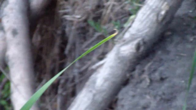 Девушка и лягушка. Прикол. смотреть онлайн