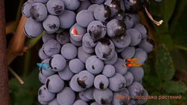 Виноград плодовый Памяти Домбковской ? обзор: как сажать, саженцы винограда Памяти Домбковской смотреть онлайн