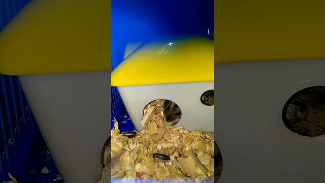 Всю ночь не могу уснуть!!!!! #спать смотреть онлайн