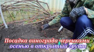 Как сажать виноград осенью.Посадка черенков винограда осенью в открытый грунт.