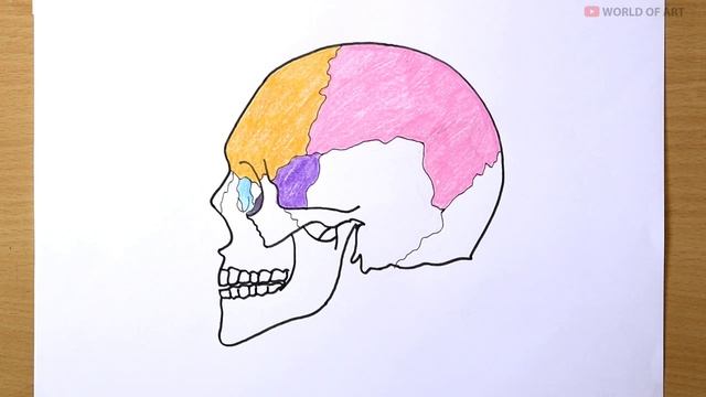 Human skull anatomy drawing | Skull Drawing with part names смотреть онлайн