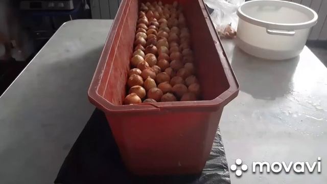 ВЫРОС ЛУК В ФЕВРАЛЕ?? смотреть онлайн