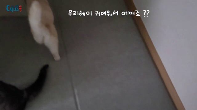 한국사람과 대화가능한 고양이가 매일 심장을 녹입니다.ㅠㅠ 고양이인척하는 스코틀랜드 사람인가요...ㅠㅠ смотреть онлайн