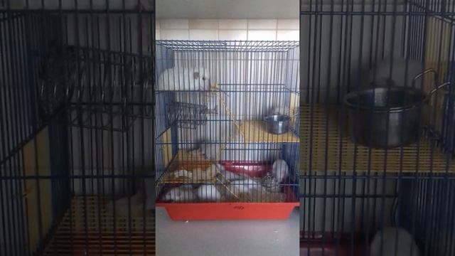 Крысята Дамбо Сиам и Рекс смотреть онлайн