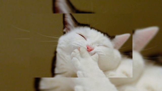 No (Untouchable) (speed up) смотреть онлайн