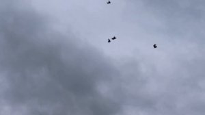 Серпасто-Выворотные Голуби ФЕОДОСИЯ КРЫМ 25 Марта Четверг 2021г. Время 17-50 #0123