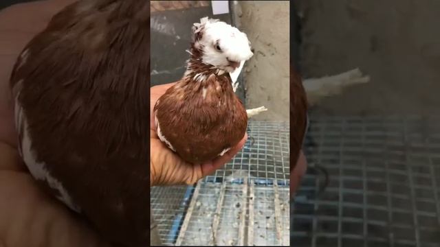 ШОУ БИЗНЕС-КЛАСС. Узбекские двухчубые голуби. Tauben. Pigeons