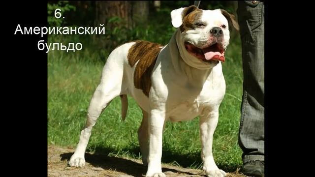 Самые сильные собаки мира Топ10 / The strongest dog in the world Top10 смотреть онлайн