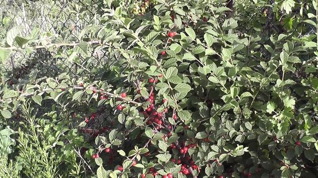 Созрела войлочная вишня(китайская) смотреть онлайн
