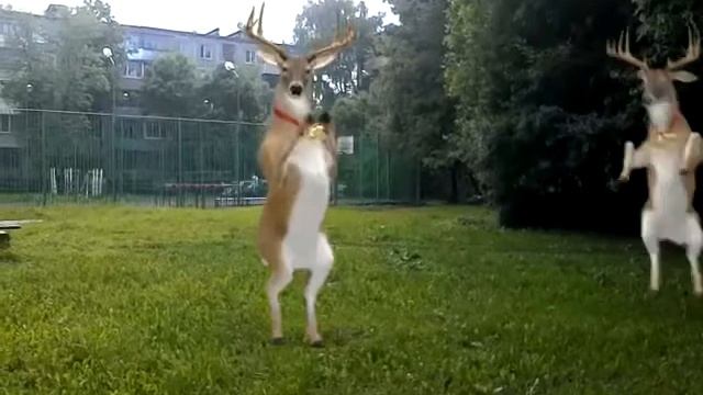 Танцующие Олени смотреть онлайн