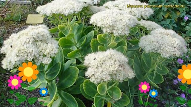Очиток видный Айсберг. Краткий обзор, описание характеристик sedum spectabile Iceberg смотреть онлайн