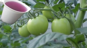 Подкормите томаты этим в Июле-Августе! Вот зачем вносят марганцовку под кусты помидор!