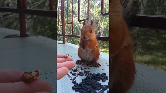 С. #Красноярка, омская область "белка" смотреть онлайн