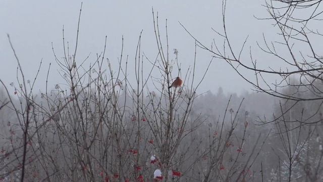 Наблюдение.Снегири(лат. Pyrrhula pyrrhula) смотреть онлайн