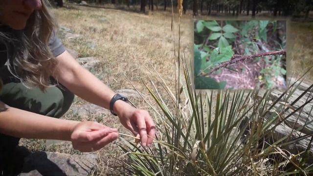 Plant and Animal Survivors - Plant Adaptation Scavenger Hunt смотреть онлайн