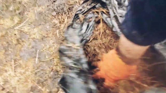 Лесная фантазия