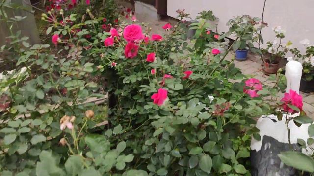 Красота цветка розы 🌹 смотреть онлайн