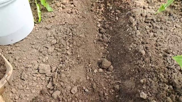 КАНАВКИ для томатов. Как сделать и зачем? Чем заправить? смотреть онлайн