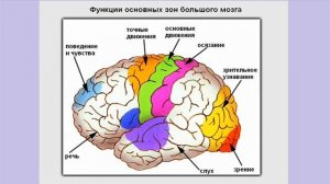 Высшая нервная деятельность