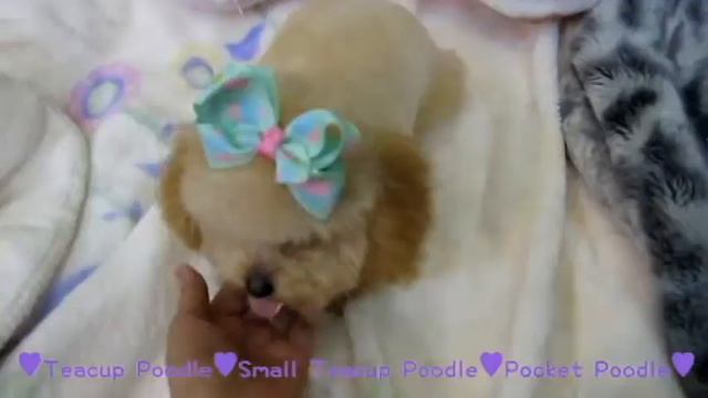 Pocket Teacup Poodle #177 Mini Taschenpudel pienkokoinen toyvillakoira смотреть онлайн