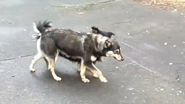 Откуда берутся бродячие псы смотреть онлайн