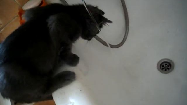 Кот не боится воды=) смотреть онлайн