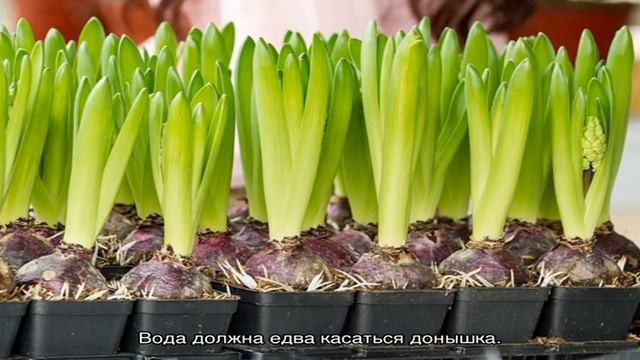 Пошаговая инструкция по выгонке гиацинтов в домашних условиях смотреть онлайн