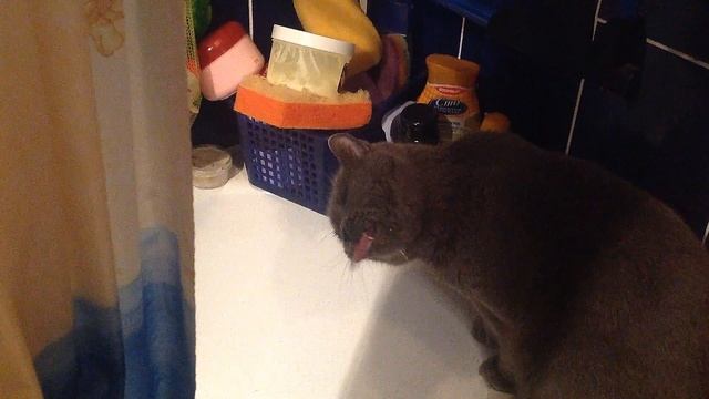 Британский кот(british cat) хочет пить? из крана, а воды нет. Что делать?♀️ смотреть онлайн