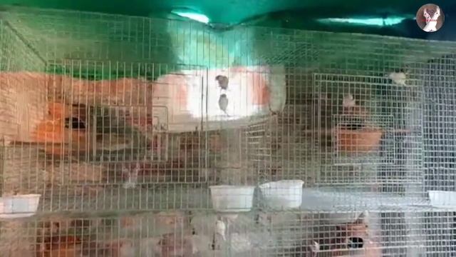 50 PAIRS JAVA BIRDS SELL.#sale #cheapestprice @birdloverGDS смотреть онлайн