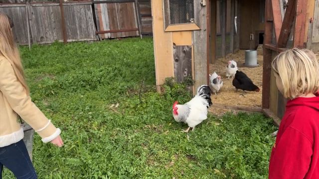 Coffee, Calla Lillies and CHICKENS? 🐥 Come Spend the Day at Cottage Gardens with Us! смотреть онлайн