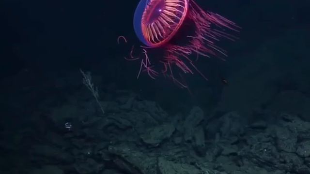 Aequorea victoria смотреть онлайн