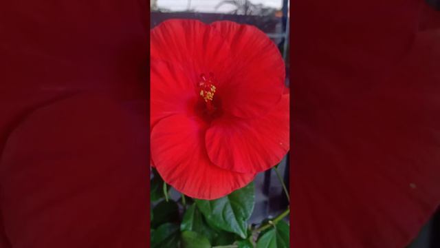COMPLETE DESCRIPTION OF DICOT FLOWERING PLANT :HIBISCUS ROSA SINENSIS (CHINA ROSE PLANT) смотреть онлайн