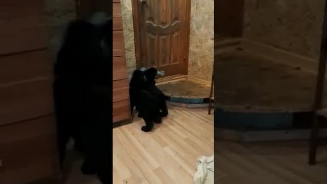 Евпатор Митридат оранж. лента с сестрой Евпаторией Асгард 50 дн. Помет Е, Роман-Кош Урсола и Зены смотреть онлайн