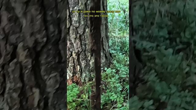 У меня сигнал #металлоискатель #копметаллолома #находка #заработок смотреть онлайн