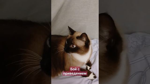 #любимка #лунка #тайская #кот #красота #животные