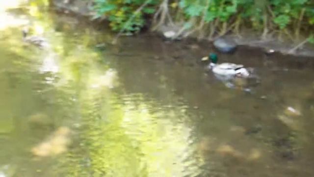 Яркий селезень и серая утка смотреть онлайн