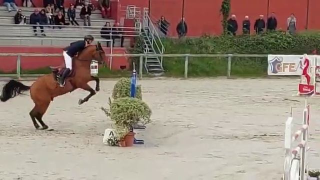 GROOVY SEMILLY 6ème des 7ans/YO du GP de St Lô 2023 смотреть онлайн