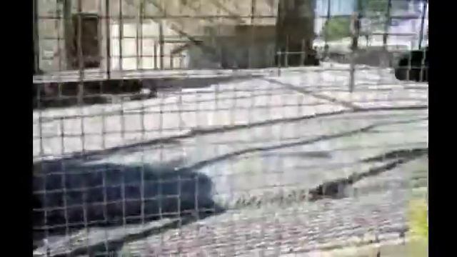 ПАРК ЛЬВОВ ТАЙГАН 4ч смотреть онлайн