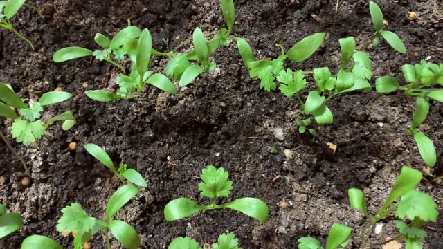 🌱ЮНАЯ КИНЗА🌱НА ПОДОКОННИКЕ ЗИМОЙ🌱 смотреть онлайн