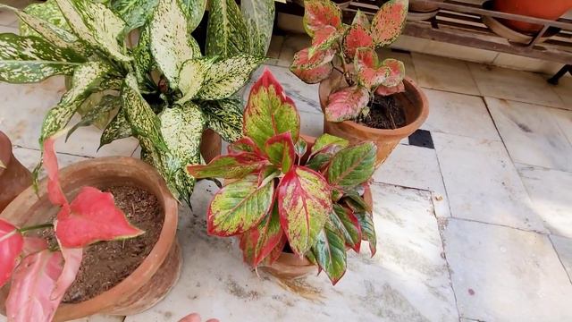 Aglaonema में यह 2 काम तुरंत करो, Indoor airpurifier plants winter care смотреть онлайн